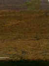 bbgra.jpg (3071 byte)